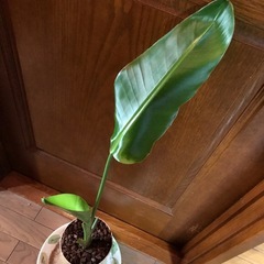 オーガスタの画像