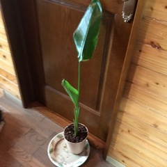 オーガスタの画像