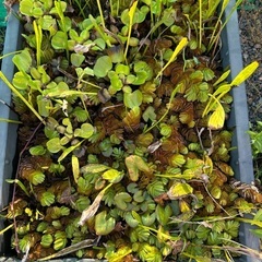 メダカ　水草　ホテイアオイ　流木の画像