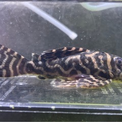 オマケＶｅｒ3系キンペコ(繁殖経験ありオス)の画像