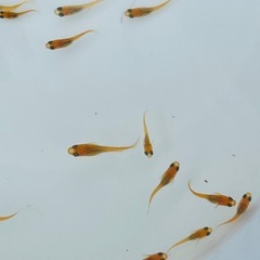 紅帝楊貴妃、幼魚20匹の画像