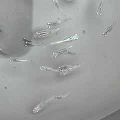 深海メダカ幼魚20匹の画像