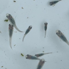 深海メダカ幼魚20匹の画像