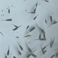 深海メダカ幼魚20匹の画像