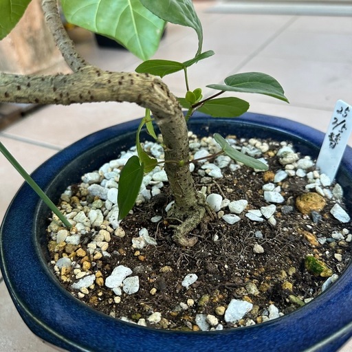 卸売 オオハマボウ ゆうな 和鉢付き 盆栽 盆栽 ユウナ オオハマボウ