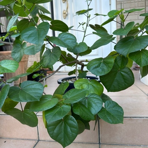 卸売 オオハマボウ ゆうな 和鉢付き 盆栽 盆栽 ユウナ オオハマボウ