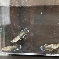 フロマージュキッシング　３匹の画像