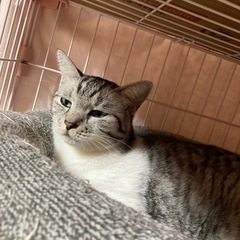 綺麗なキジシロ男子