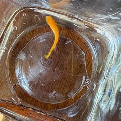 楊貴妃メダカ（稚魚）5〜10匹の画像