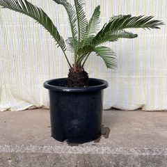 ソテツ
の画像