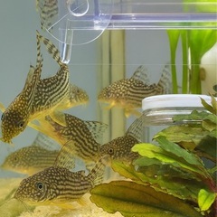 🐟 コリドラス・ステルバイ 10匹セットの画像