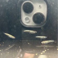 メダカ KAGRA2ペアの画像