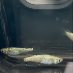 メダカ セット割引ありの画像