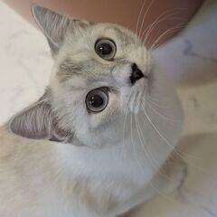 お姫な美猫【咲耶】