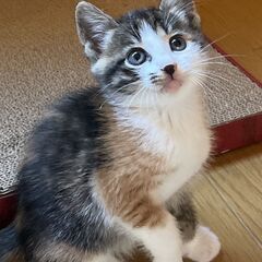 【ナノハナ♀】ザ・日本の猫！キジ三毛子猫2025年8月12日生れ