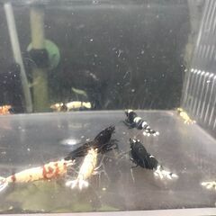 【現物】ビーシュリンプ 　ハイブリッド◆おまけ込み12匹セットの画像
