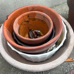プランター／植木鉢　あげますの画像