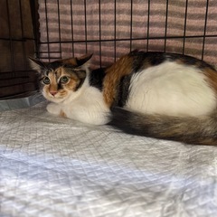 美人な三毛猫ちゃん