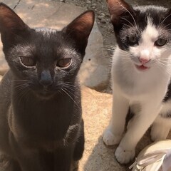 軒下のカワイイ３兄妹の里親様を募集（1匹〜OK)