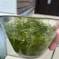 水草　パールグラスの画像