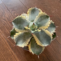 アガベ　兜蟹錦
の画像