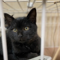 保護の黒猫ちゃん　母親はシャム猫
