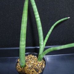 観葉植物　サンスベリア　ロケット　2株‗1の画像