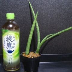 観葉植物　サンスベリア　ロケット　2株‗1の画像