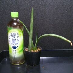 観葉植物　サンスベリア　ロケット　2株‗2の画像