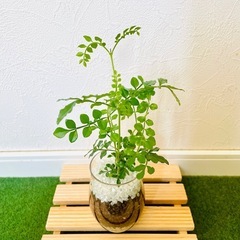 シマトネリコ　観葉植物　ハイドロカルチャー【Ａ】の画像