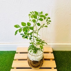 シマトネリコ　観葉植物　ハイドロカルチャー【Ａ】の画像