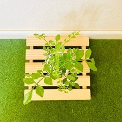 シマトネリコ　観葉植物　ハイドロカルチャー【Ａ】の画像