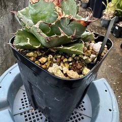 アガベ　チタノタ  白鯨の画像
