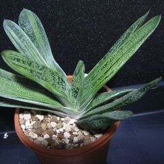 観葉植物　多肉植物　ガステリア　リトルワーティーの画像