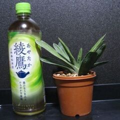 観葉植物　多肉植物　ガステリア　リトルワーティーの画像