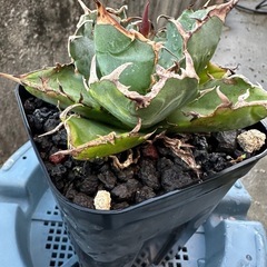 アガベ　チタノタ  白鯨②の画像