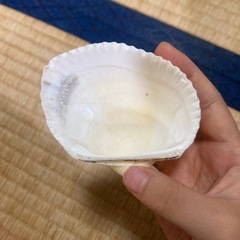 貝🐚の画像