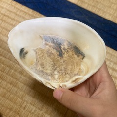 貝🐚の画像