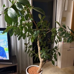 ゴムの木　フィカス　観葉植物 の画像