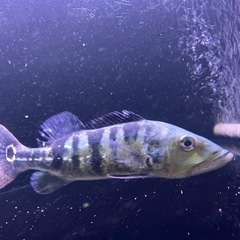 キクラ メラニアエの画像