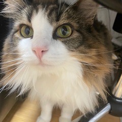 里親募集　ノルウェージャンフォレストキャット　メス