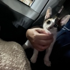 三毛猫ちゃん