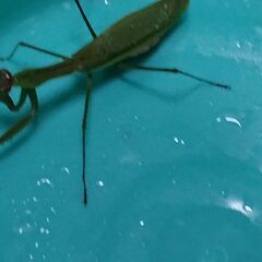カマキリの画像