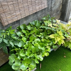 ホテイアオイ②の画像