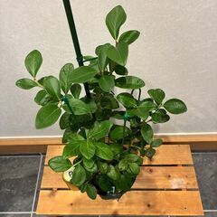 ブルーベリー挿し木苗2年生 （サザンハイブッシュ系）ニューハノーバーの画像