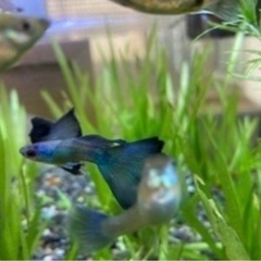 グッピー ① 　稚魚or若魚　10匹➕αの画像