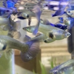 グッピー ① 　稚魚or若魚　10匹➕αの画像