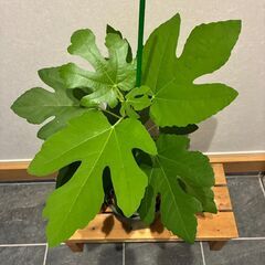 西洋イチジク挿し木苗（アーチペル）の画像