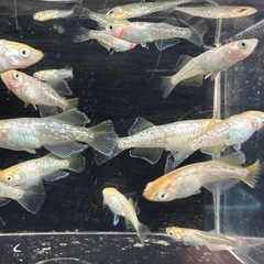 メダカ【レモンスカッシュ】若魚　６匹(オスメス入り)の画像