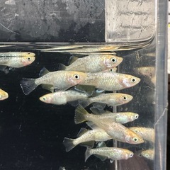 メダカ【レモンスカッシュ】若魚　６匹(オスメス入り)の画像